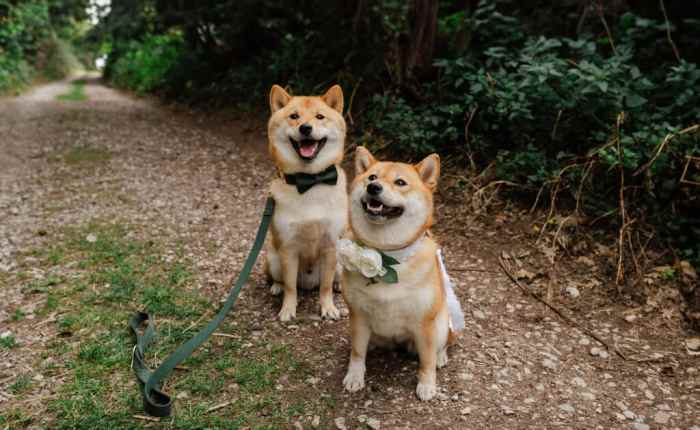 Incorporating Pets at Your Wedding. - Coton House Farm